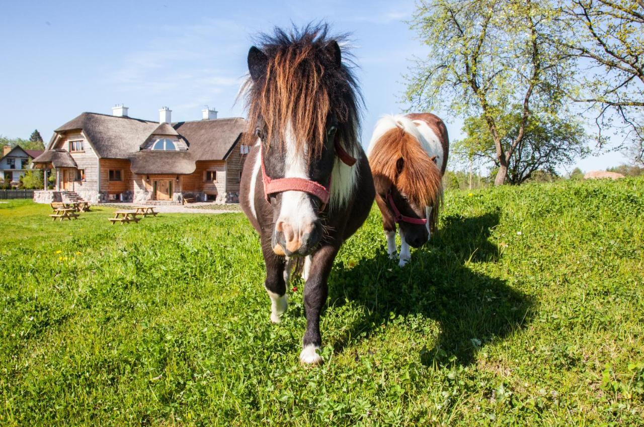 Siedlisko Wigry Bed and Breakfast Rosochaty Rog Exteriör bild